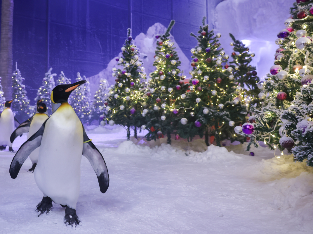 Festive Pass - 1072 x 800