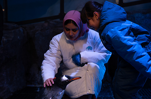 SO_Ultimate Penguin Encounter_Inclusions Page - 483 x 316_SMR08563